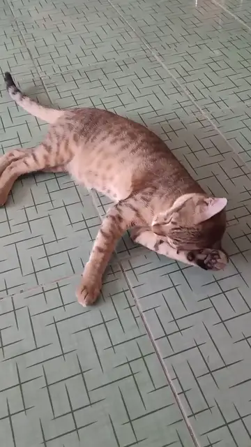 Mèo nằm dang chân trên sàn