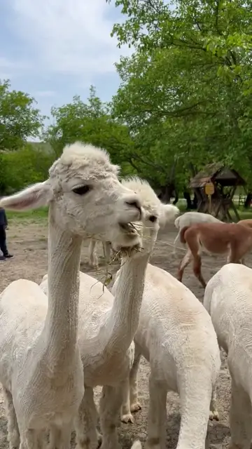 Những chú lạc đà alpaca