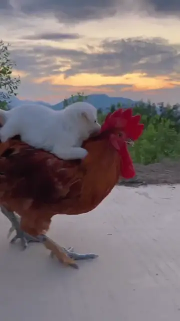 Gà trống và chú chó