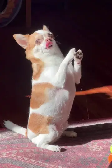 Cận cảnh chú chó