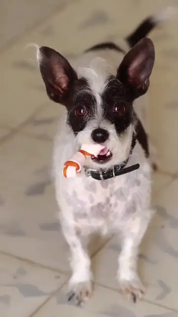 Cún cưng