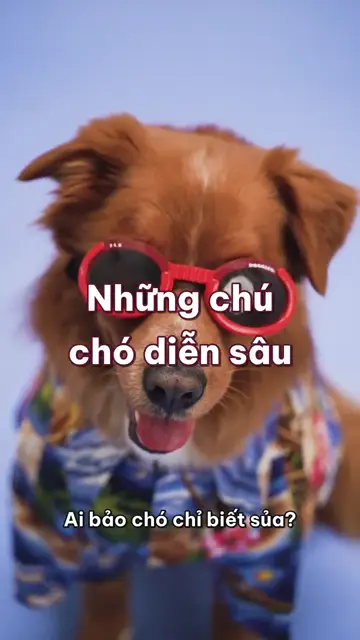 Những chú chó diễn sâu: đeo kính, đội mũ, mặc đồ khủng long