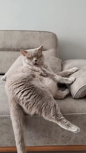 Mèo Anh lông ngắn nằm sofa