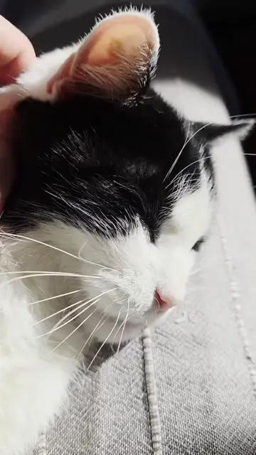 Mèo mướp đen trắng thư giãn