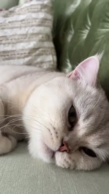 Mèo được gãi đầu