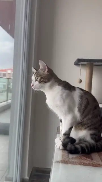 Mèo nhìn ra cửa sổ ngày mây
