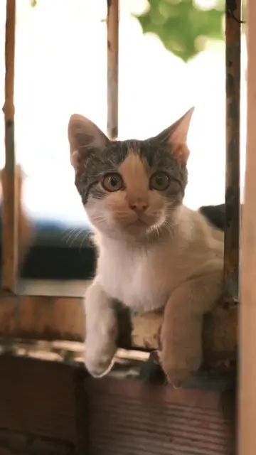 Mèo nhìn qua song cửa