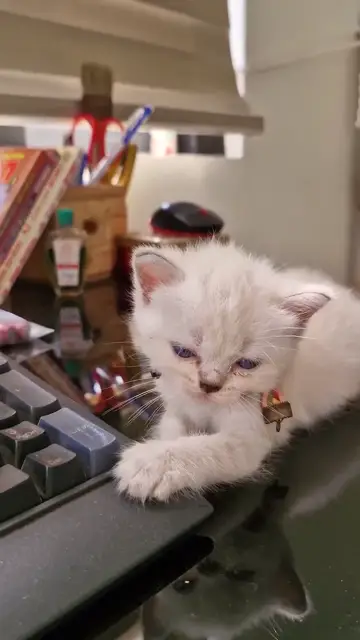 Mèo con ngáp trên bàn làm việc