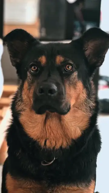 Chú chó