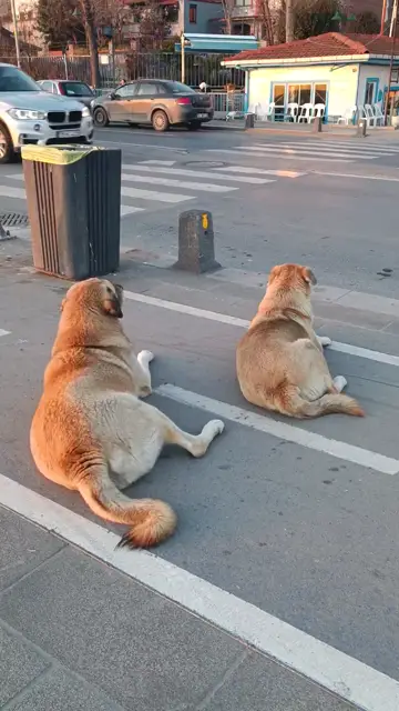 Chó nằm nghỉ trên vỉa hè