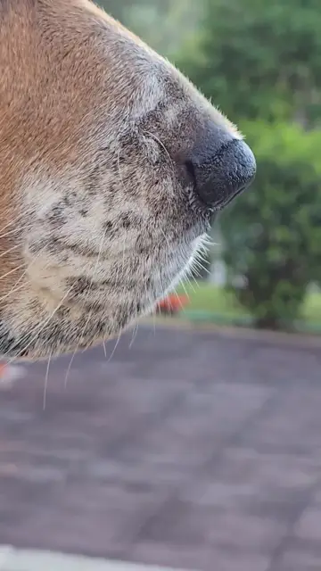Mũi chó beagle cận cảnh