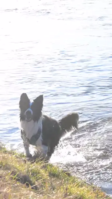 Chó border collie bên bờ nước