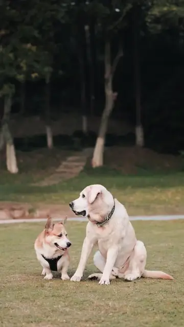 Chó chơi đùa trong công viên