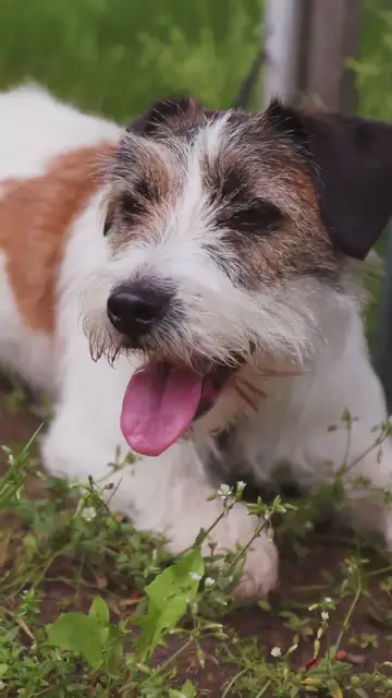 Chó Jack Russell tinh nghịch