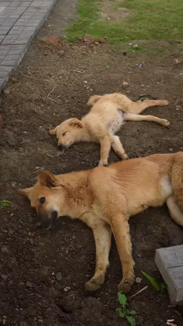 Chó nằm nghỉ ngoài trời