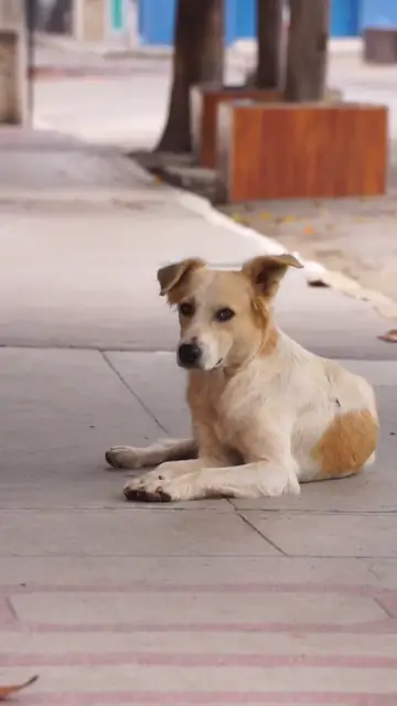 Chó ngồi trên vỉa hè