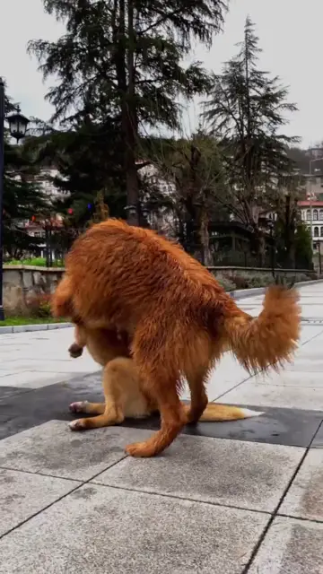 Chó chơi đùa trong thị trấn