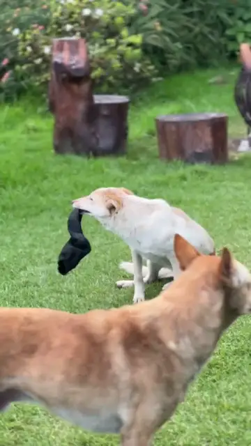 Chó vui chơi cùng nhau