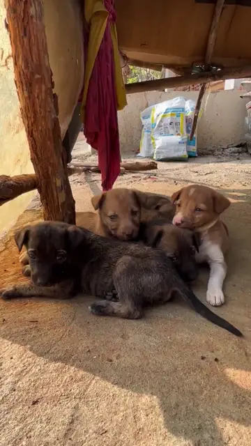 Chó con nâu nằm nghỉ