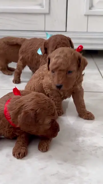 Chó con cận cảnh